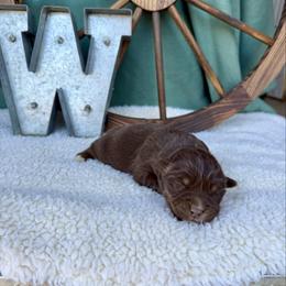 Hershey - Red tri male Miniature Australian Shepherd puppy in Checotah, Oklahoma from Wild Outlaw Aussies