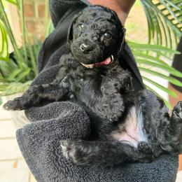 VICTORIA SECRET PINK GIRL - Black female Poodle puppy in Porter, Texas from KD's Luxury Nursery