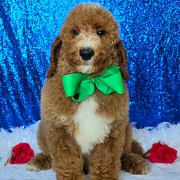 Charlie Rae's Green Boy - Red  male Goldendoodle puppy in Kountze, Texas from Texas Doodles LLC