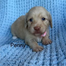 Penny - Cream female Dachshund puppy in Janesville, California from Elysian Creek Doxies