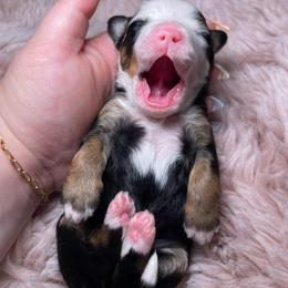 Harbor - Tri-color male Bernedoodle puppy in Port Saint Lucie, Florida from Eastside Paws LLC