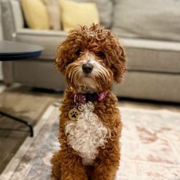 Birdie - Goldendoodle