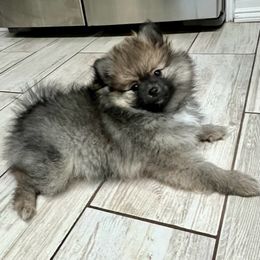 Pomeranian Puppies from Nikki’s lil Pomeranians