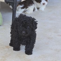 Yoda - Black Poodle puppy in Covington, Virginia from A  Gift from above kennel,  LLC