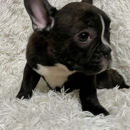 Bulldog and French Bulldog Puppies from Romanov’s  Bulldogs