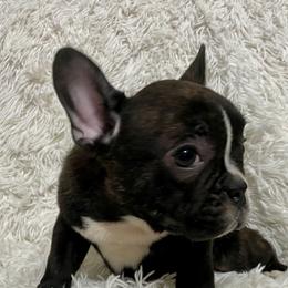 Bulldog and French Bulldog Puppies from Romanov’s  Bulldogs
