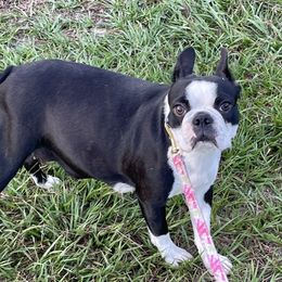 Maya - Boston Terrier