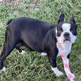 Maya - Boston Terrier