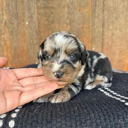 Coral - Blue merle female Aussiedoodle puppy in Eastland, Texas from H5 Mini Doodles