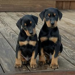 Doberman Pinscher Puppies from Dillon Dobermans