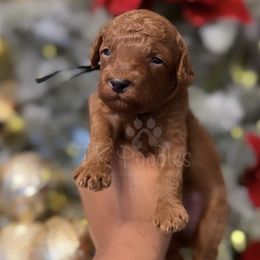Alexander - Red  Poodle puppy in New Jersey from TK Poodles