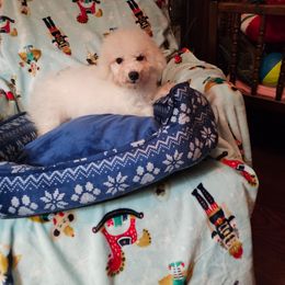 Wuffie -Brownie - White and buff male Bichon Frise puppy in Chatham, Illinois from Bichon Frise Partnership