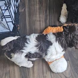 Pretzel AKC Moyen size - Poodle puppy from Cuddley-Poods Moyen poodles