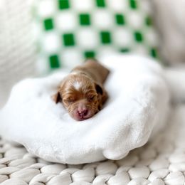 Invisible woman - Red  female Goldendoodle puppy in Springville, Utah from Happy Doodle