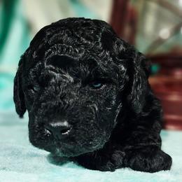 Stormy - Black female Cockapoo puppy in Indiahoma, Oklahoma from Phamily Doodles
