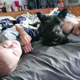 Skye Terrier Puppies from Falkor Skye Terriers