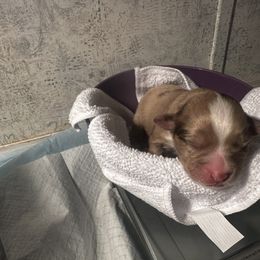 Miniature Australian Shepherd and Toy Australian Shepherd Puppies from Cherry Grove Kennel