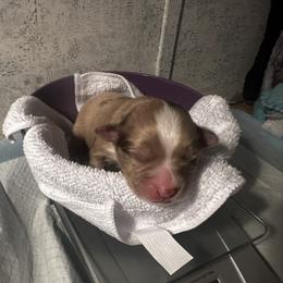 Miniature Australian Shepherd and Toy Australian Shepherd Puppies from Cherry Grove Kennel
