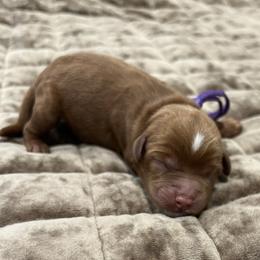 Georgia - Red female Australian Labradoodle puppy in Denton, Texas from Dignity Labradoodles