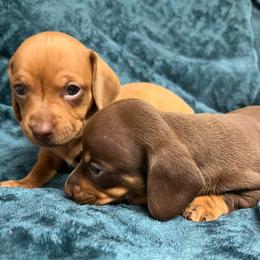 Dachshunds from Wadford Dachshund Paws