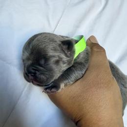 Phoenix green collar - Blue male French Bulldog puppy in Cordes Lakes, Arizona from Puppy Love AZ