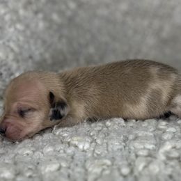 Prada - Dapple female Dachshund puppy in Tulare, California from Dreamy Creamies