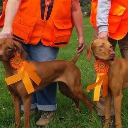 Vizslas from JNEK Vizslas