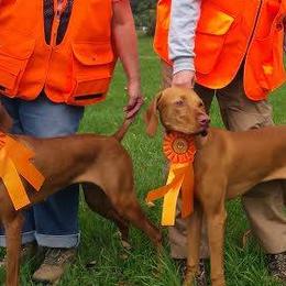 Vizslas from JNEK Vizslas