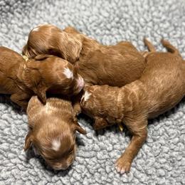 Girl 4 - Apricot female Goldendoodle puppy in Norton, Ohio from Keepsake Doodles