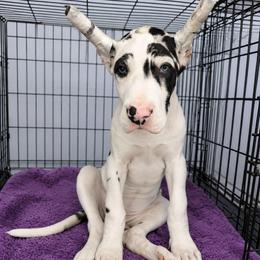 Karma - Harlequin female Great Dane puppy in Brooksville, Florida from Follow My Lead Great Danes