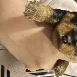 Stella  - Yorkshire Terrier