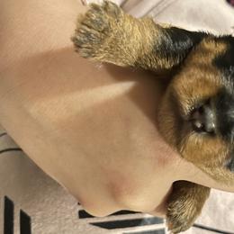 Stella  - Yorkshire Terrier