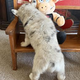 Murray - Merle male Pomsky puppy in Amarillo, Texas from Pom Pom Pomskies