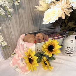 Golden Retriever Puppies from Sunshine Mountain Retrievers