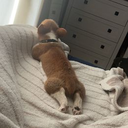 Pembroke Welsh Corgi Puppies from Lucky’s Corgis Veteran Owned