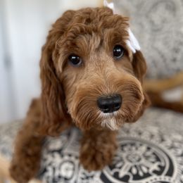 Bella - Double Doodle
