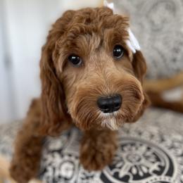 Bella - Double Doodle