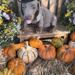 Isabella and tan - Fawn (isabella) and tan male Dachshund puppy in Wills Point, Texas from East Mini Dachshunds Texas