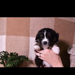Berlin - Black tri male Miniature Australian Shepherd puppy in Lehigh Acres, Florida from West Coast Mini Aussies