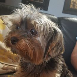 Wolfie - Yorkshire Terrier