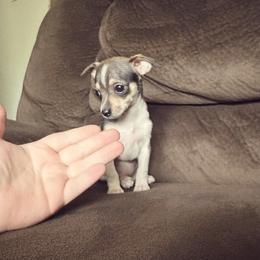 Lesley - Sable spotted white female Chihuahua puppy in Alvord, Texas from Gift of Gods Favor