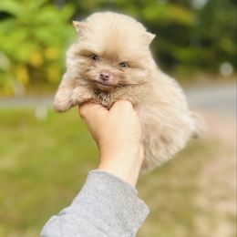 Butterscotch - Beaver sable male Pomeranian puppy in Buck Valley, Pennsylvania from Buck Valley Pomeranians