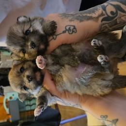 White toes - Cream sable female Pomeranian puppy in Newport News, Virginia from Itty Bitty Poms