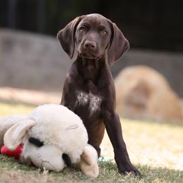 Mary - Liver female German Shorthaired Pointer puppy in Phelan, California from VJK-MYST Kennels