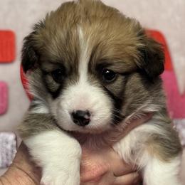 Pembroke Welsh Corgi Puppies from Solstice Farm Corgis