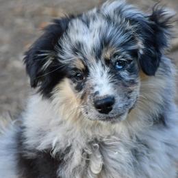 Hollis's - Blue merle female Miniature Australian Shepherd puppy in Patterson, North Carolina from DreamLine Aussies