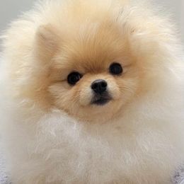Elle - Pomeranian