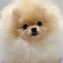 Elle - Pomeranian