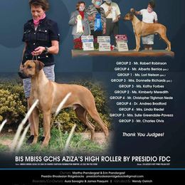 Rhodesian Ridgeback Puppies from Aziza Ridgebacks