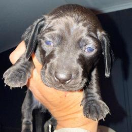 Boy 1 - Broken Black - Black male Dachshund puppy in Pierson, Florida from Michelle’s Mini Dachshunds